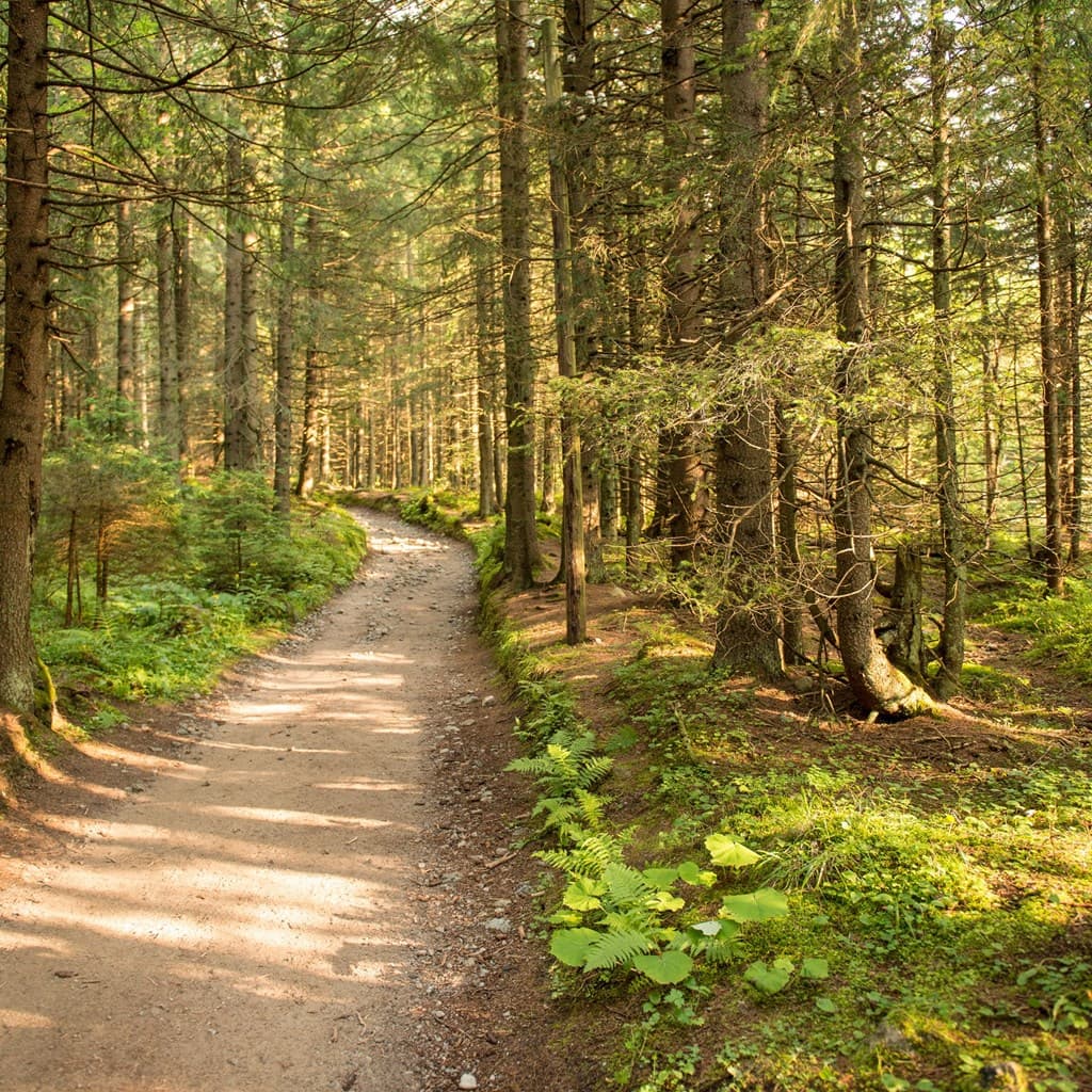 Forest hiking trail in the Manistee National Forest